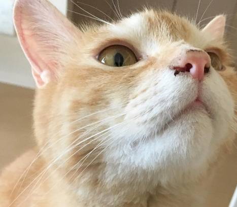 想要对猫咪示好？那就碰碰它们的鼻子吧！
