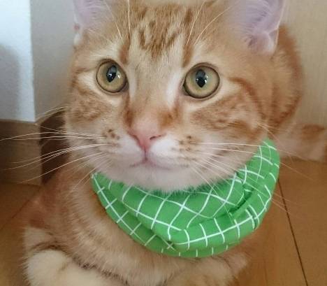 想要对猫咪示好？那就碰碰它们的鼻子吧！