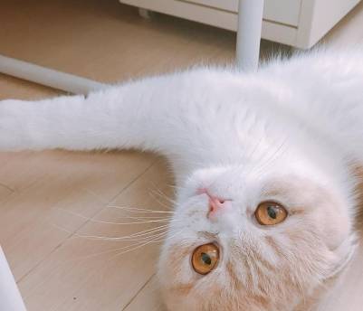 想要对猫咪示好？那就碰碰它们的鼻子吧！