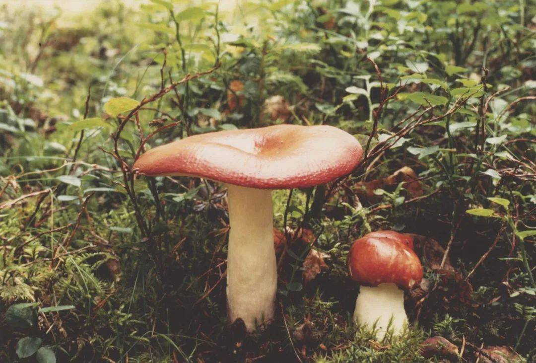 蘑菇狂人约翰·凯奇