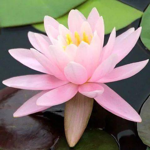 【本月花讯】六月花讯