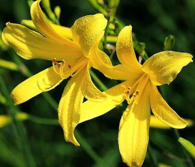 【本月花讯】六月花讯