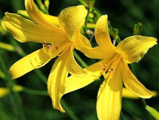 【本月花讯】六月花讯