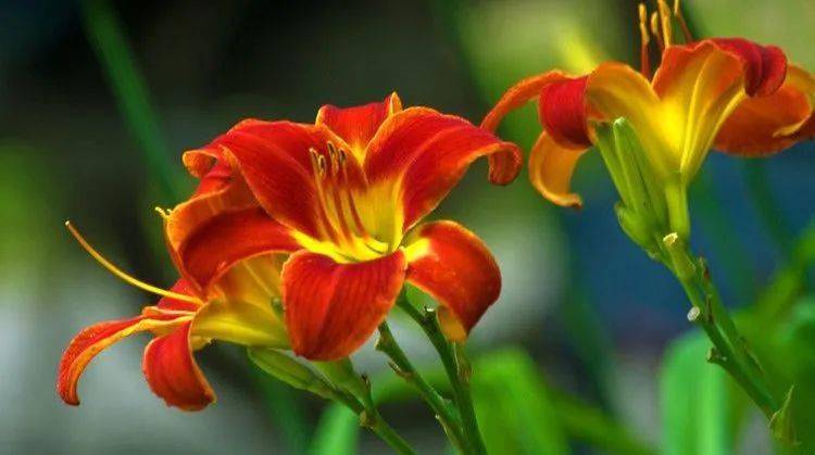 【本月花讯】六月花讯