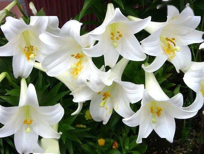 【本月花讯】六月花讯
