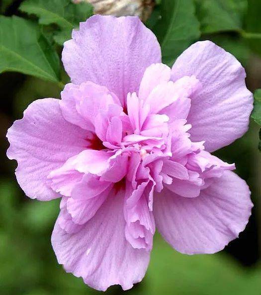 【本月花讯】六月花讯
