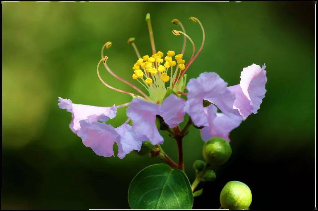 【本月花讯】六月花讯