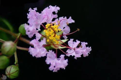 【本月花讯】六月花讯