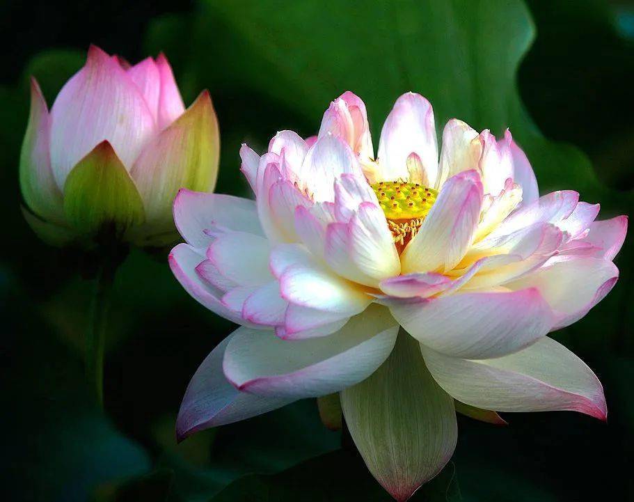 【本月花讯】七月花讯