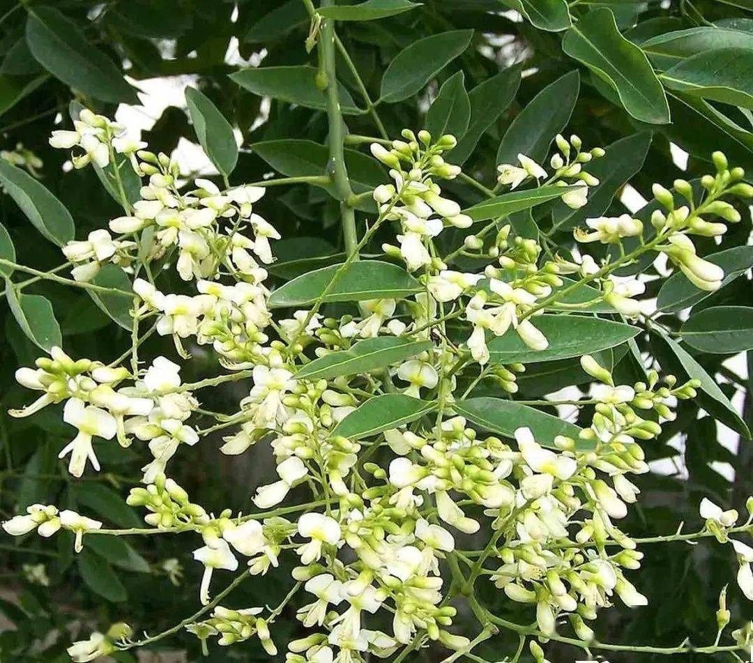 【本月花讯】七月花讯