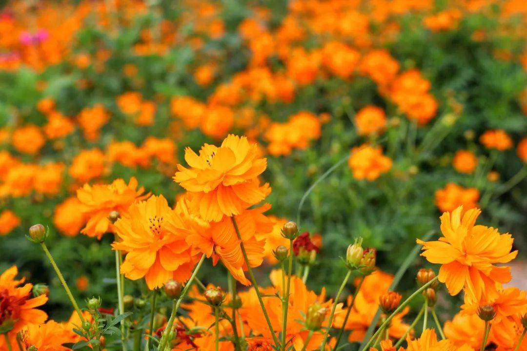 【本月花讯】七月花讯