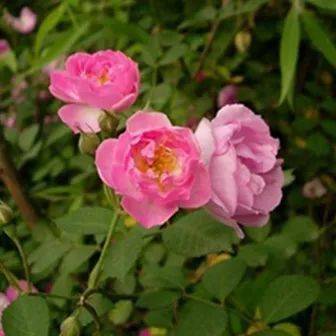 【本月花讯】五月花讯