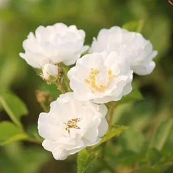 【本月花讯】五月花讯