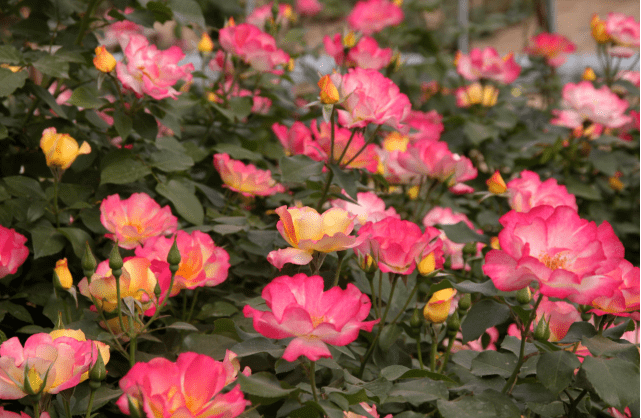 【本月花讯】五月花讯