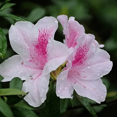 【本月花讯】五月花讯